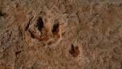 PICTURES/Dinosaur Tracks/t_Tracks8.JPG